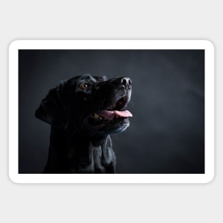 Labrador Retriever Sticker